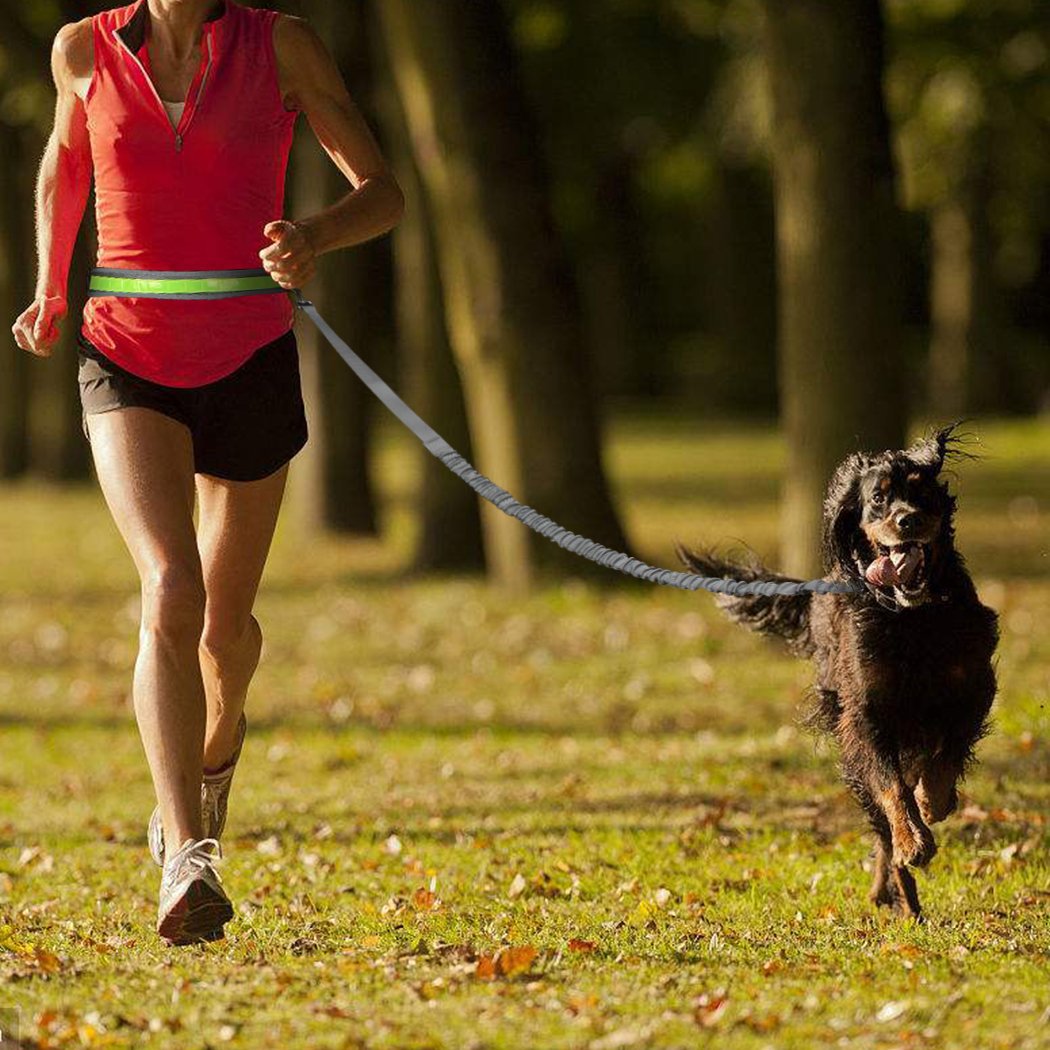 gray fanlosn pet running kit,custom,model display